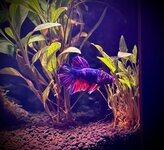 IMG_2156.jpeg