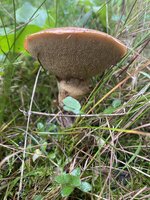 IMG_4476.jpeg
