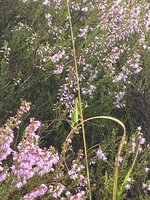 IMG_4481.jpeg
