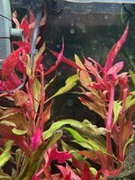 IMG_0931.jpeg