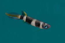 Epiplatys annulatus 4510.jpg