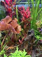 IMG_1418.jpeg