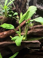 IMG_6196.jpeg