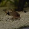 Corydorasfan