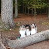 Raico/Skye