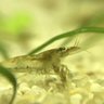 Blub01