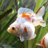 Fish_huub