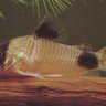 DennisHeeftAquarium