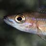 Poisson