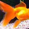 Annemieke aquarium