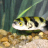 Elmar