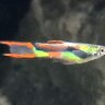 Edwin74