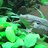 tropicalis