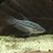 Esox lucius