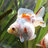 Fish_huub