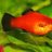 Coryplaty