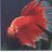 dani_fish
