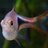 Fishkeep
