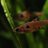 babysnake