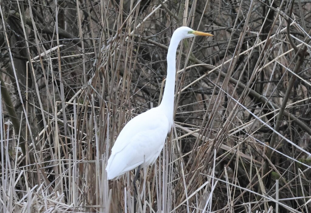 48704999ey.jpeg